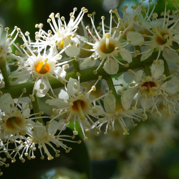 Prunus lusitanica 'Angustifolia'