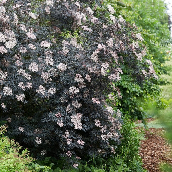 Black Elderberry | Sambucus 'Black Lace'