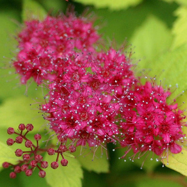 Spiraea japonica 'Magic Carpet'