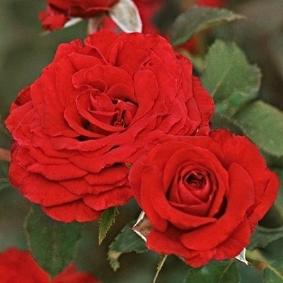 'Joyful Anniversary' Shrub Rose