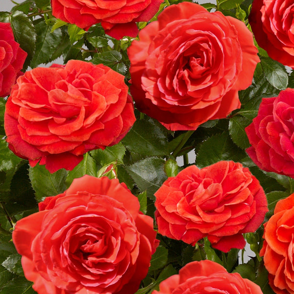 'Liwa Courtyard®' Climbing Rose