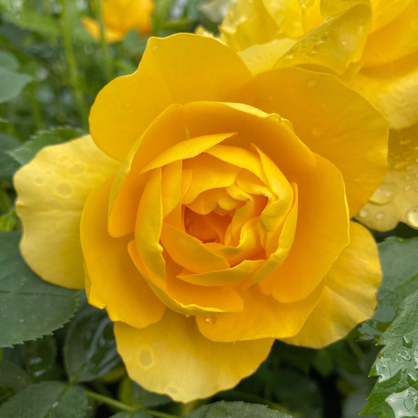 'Layla Bella®' Shrub Rose