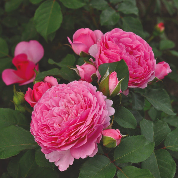 'Ava Bella®' Shrub Rose
