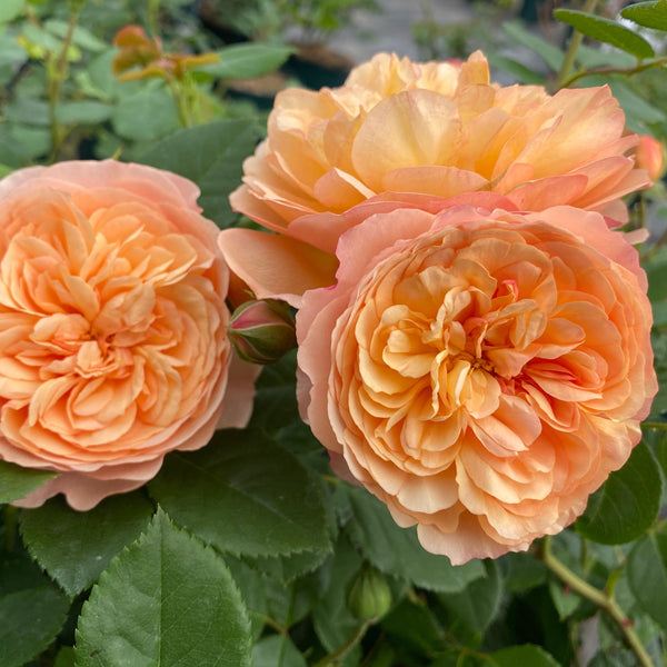 'Mia Bella®' Shrub Rose