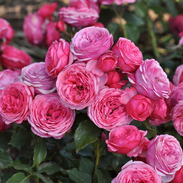 'Bridal Wishes®' Shrub Rose