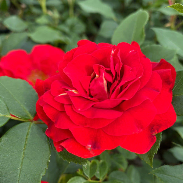 'Jewel in the Crown®' Shrub Rose