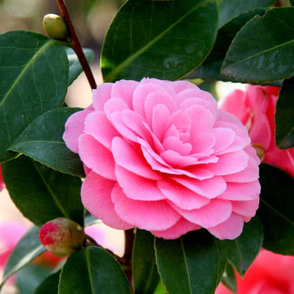 Camellia japonica 'Triumphans'