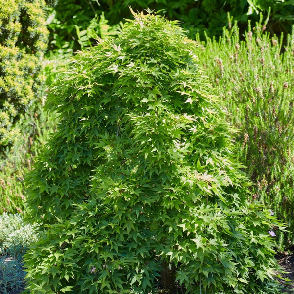 Japanese Maple | Acer palmatum