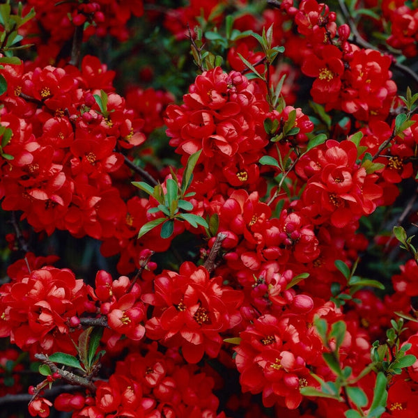 Japanese Quince Hedging | Chaenomeles japonica