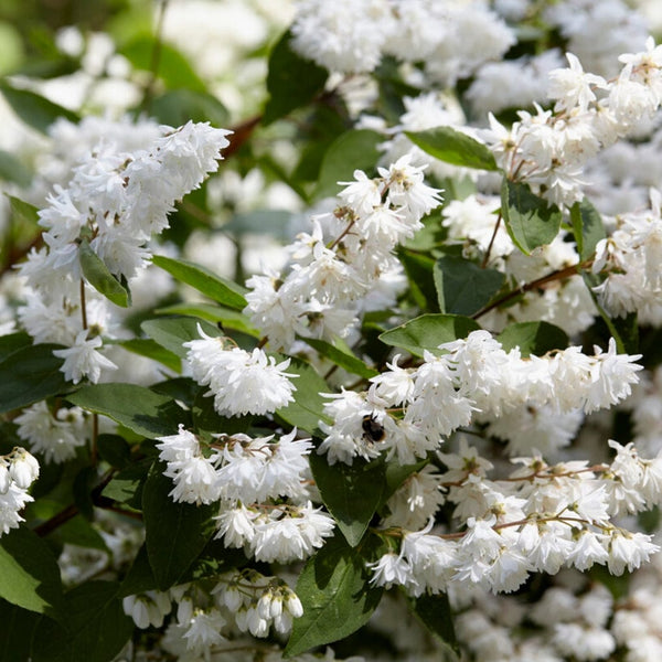 Deutzia scabra Hedging