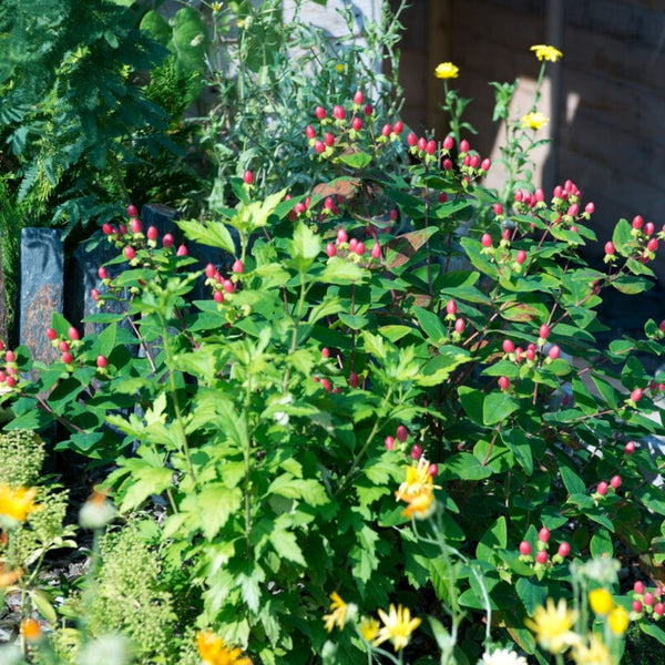 St John's Wort Hedging | Hypericum inodorum
