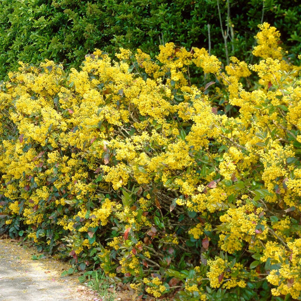 Oregon Grape Hedging | Mahonia aquifolium