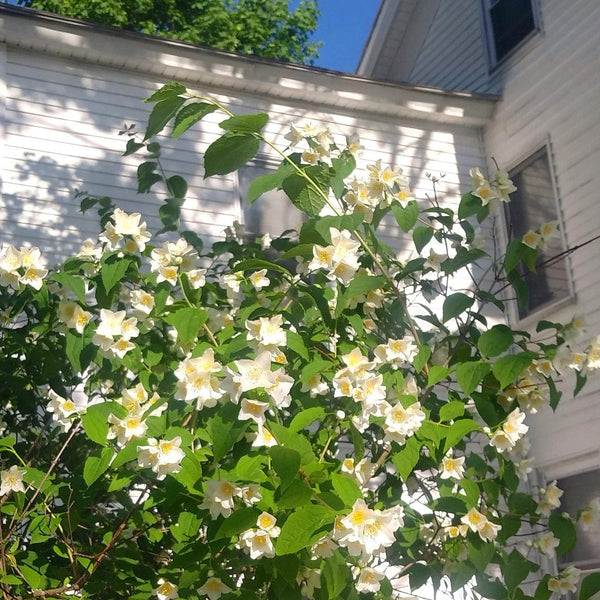 Mock Orange Hedging | Philadelphus 'Virginal'
