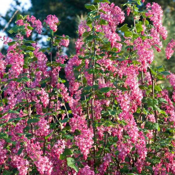 Red Flowering Currant Hedging | Ribes sanguineum