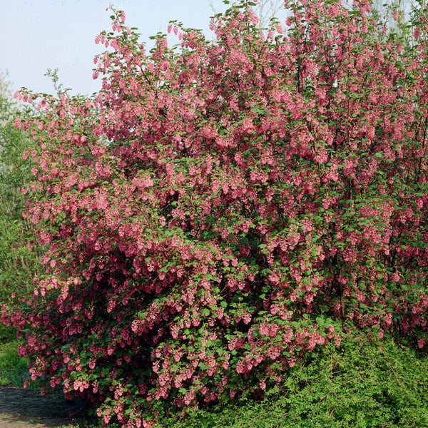 'King Edward VII' Red Flowering Currant Hedging | Ribes sanguineum