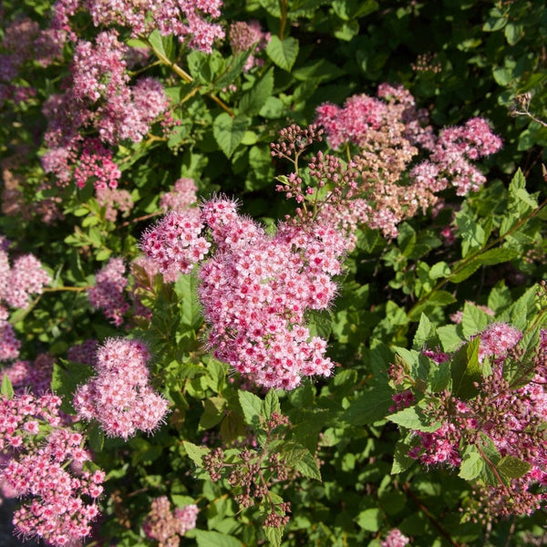 Japanese Meadowsweet Hedging | Spiraea japonica 'Froebelii'