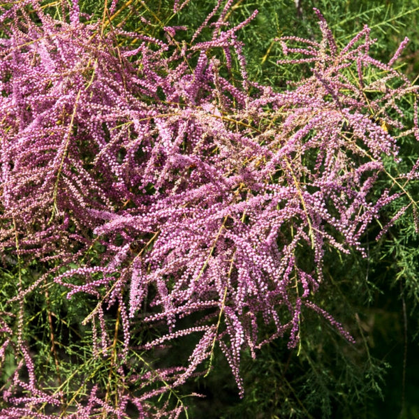Salt Cedar Hedging | Tamarix tetrandra