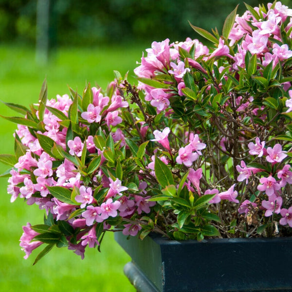 Weigela 'Bristol Ruby' Hedging