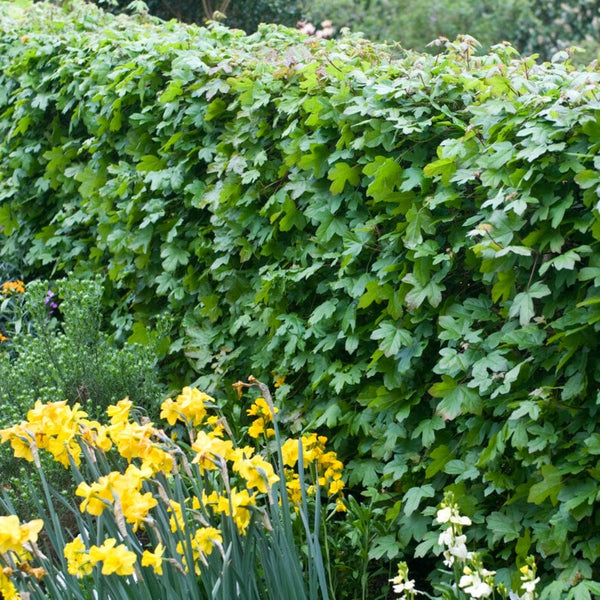 Field Maple Hedging | Acer campestre