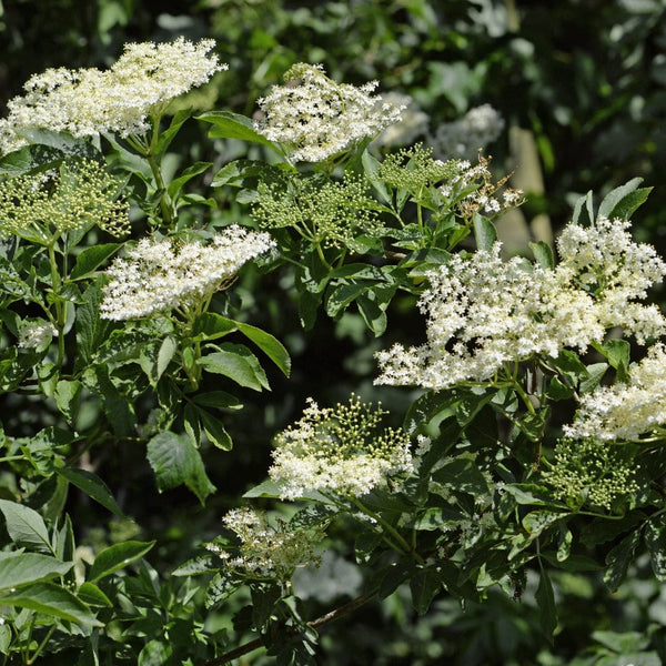 Common Alder Hedging | Alnus glutinosa