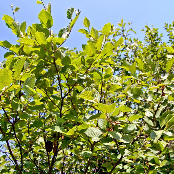 Grey Alder Hedging | Alnus incana
