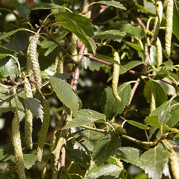 Silver Birch Hedging | Betula pendula