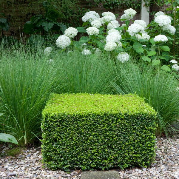 Common Box Hedging | Buxus sempervirens