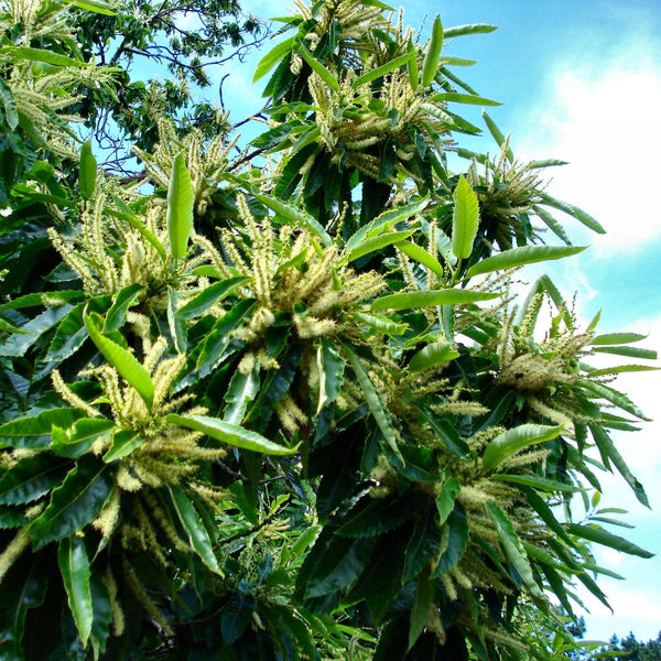 Sweet Chestnut Hedging | Castanea sativa