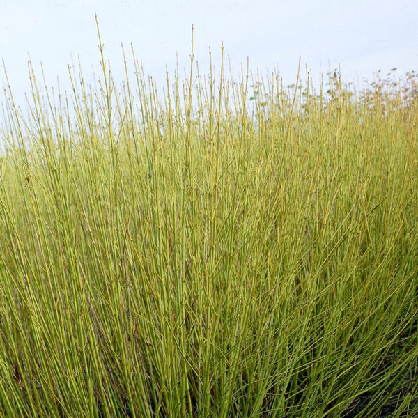 Yellow Stemmed Dogwood Hedging | Cornus stolonifera 'Flaviramea'