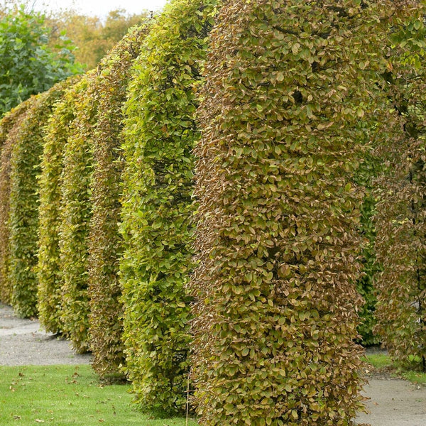 Common Beech Hedging | Fagus sylvatica