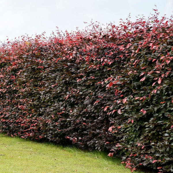 Copper Beech Hedging | Fagus sylvatica 'Purpurea'