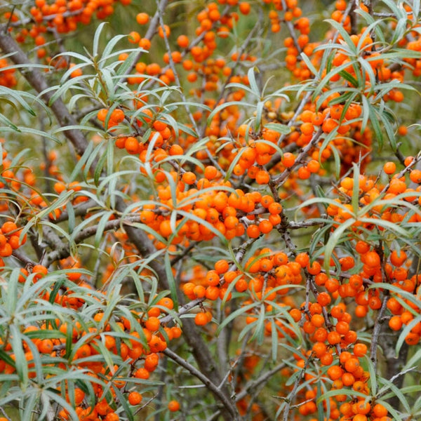 Sea Buckthorn Hedging | Hippophae rhamnoides