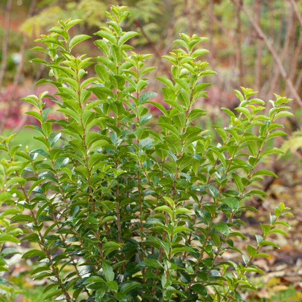 Garden Privet Hedging | Ligustrum ovalifolium