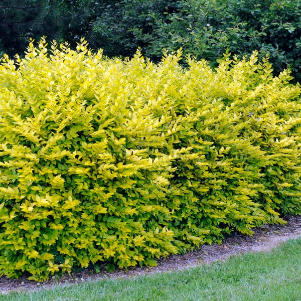 Golden Privet Hedging | Ligustrum ovalifolium 'Aureum'