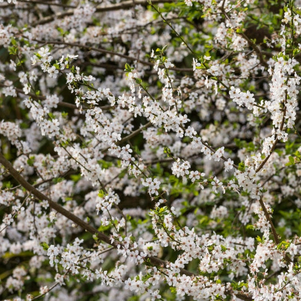 Sweet Cherry Hedging | Prunus avium