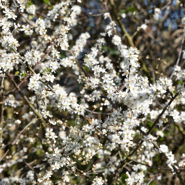 Blackthorn Hedging | Prunus spinosa