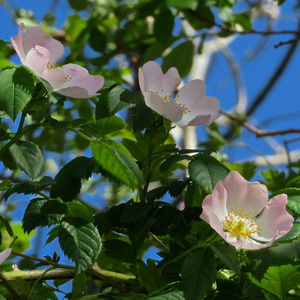 Dog Rose Hedging | Rosa canina