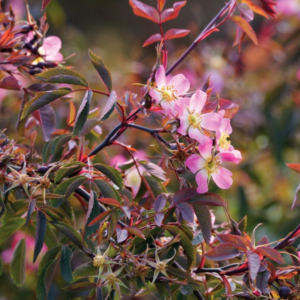 Red-Leaved Rose Hedging | Rosa glauca