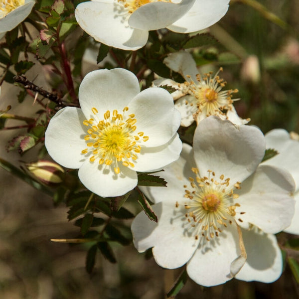 Scotch Rose Hedging | Rosa pimpinellifolia