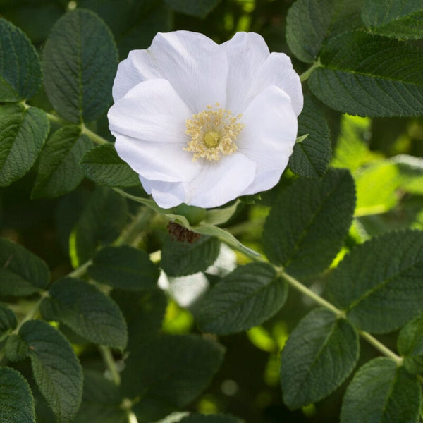White Japanese Rose Hedging | Rosa rugosa 'Alba'