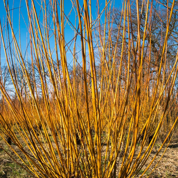 Scarlet Willow Hedging | Salix alba 'Chermesina'