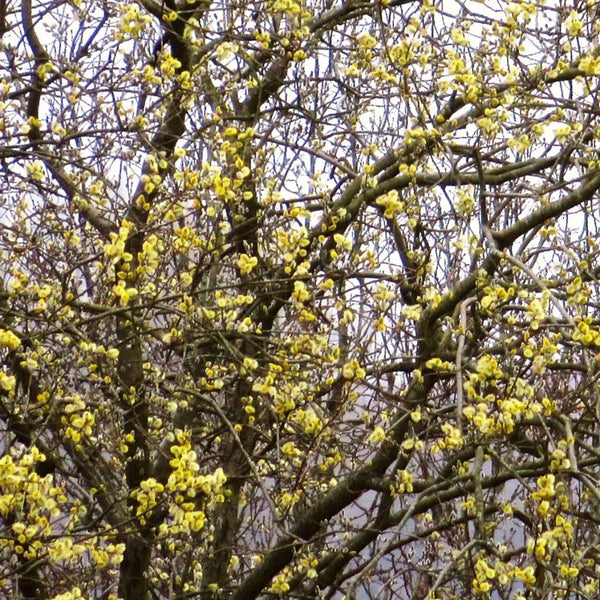 Goat Willow Hedging | Salix caprea