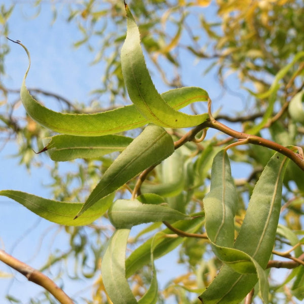 Corkscrew Willow Hedging | Salix matsudana 'Tortuosa'