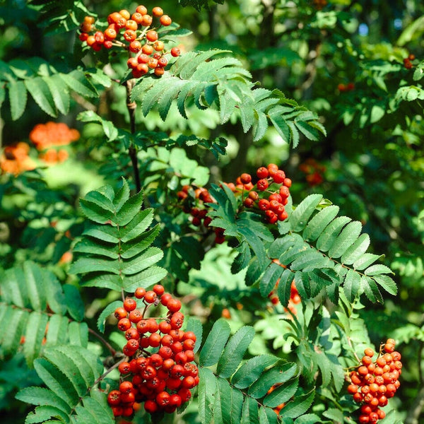 Rowan Hedging | Mountain Ash | Sorbus aucuparia