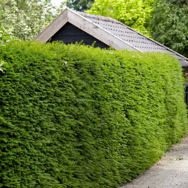Common Yew | Taxus baccata