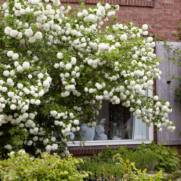 Guelder Rose Hedging | Viburnum opulus