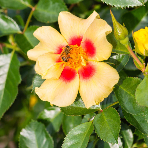 'Eye of the Tiger' Bee Friendly Floribunda Rose