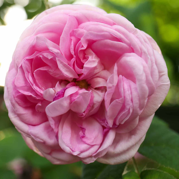'Amorosa' Hybrid Tea Rose | Bouquet Rose