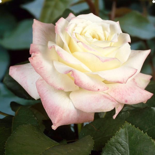 'Athena®' Hybrid Tea Rose | Bouquet Rose