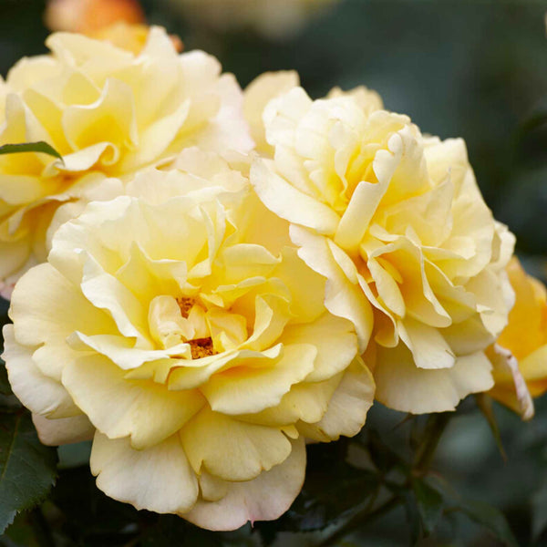 'Sunny Sky®' Hybrid Tea Rose | Bouquet Rose